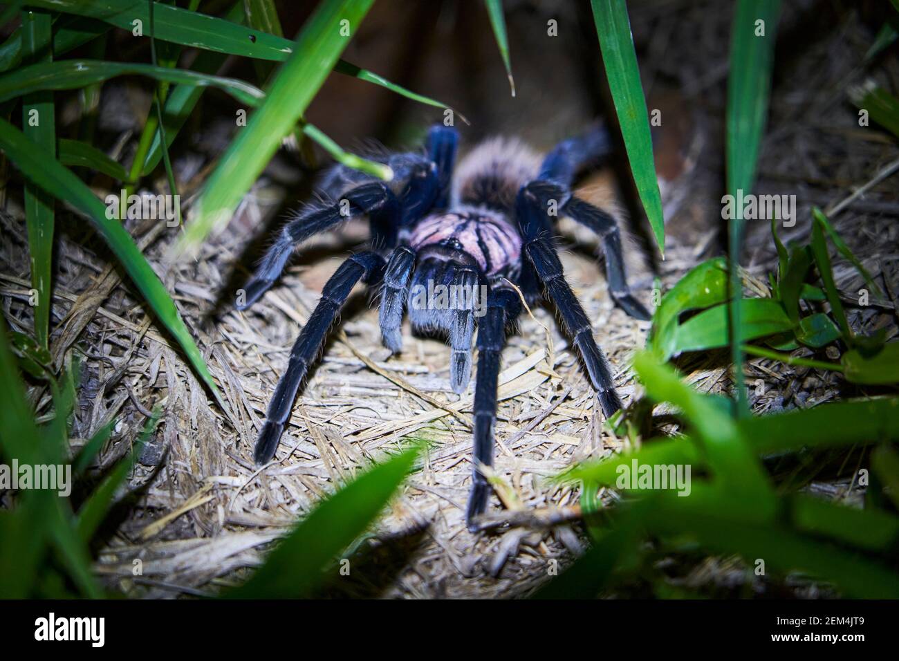 Die kolumbianische Lesserblack tarantula, Xenesthis immanis, ist eine große terrestrische Vogelspinne, mit haarigen Beinen und Körper und einem schönen Muster. Stockfoto