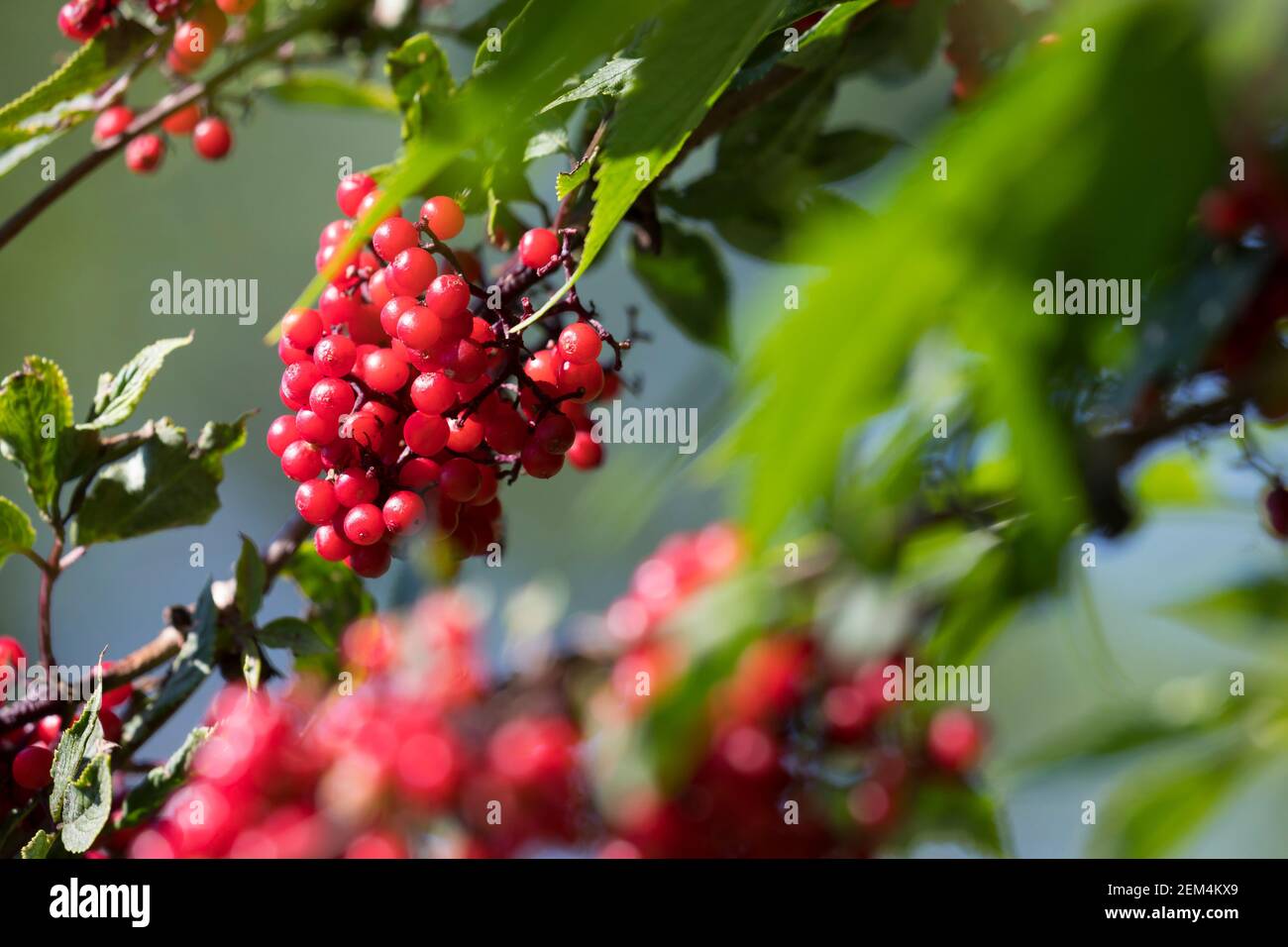 Roter Holunder, Trauben-Holunder, Traubenholunder, Bergholunder, Berg-Holunder, Reife Früchte, Sambucus racemosa, Red Berried Elder, Red Holunder, f Stockfoto