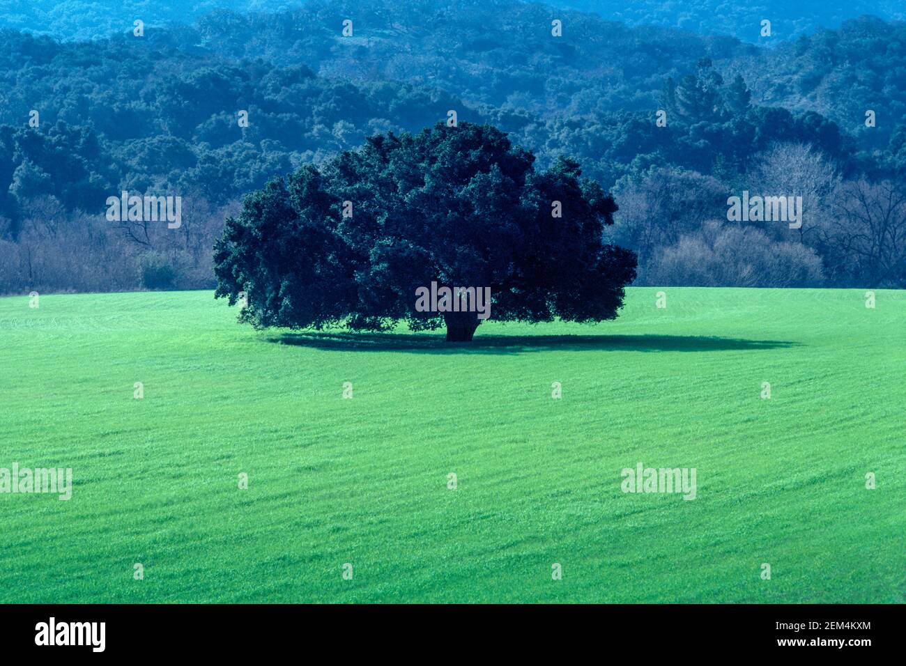 Eiche in grünen Farm Feld, Kalifornien USA Stockfoto