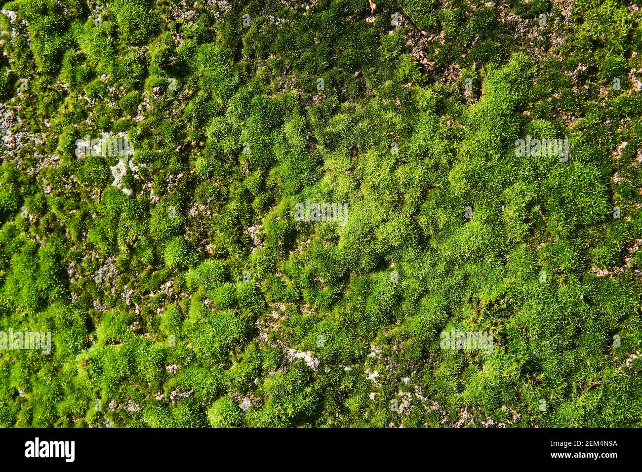 Hintergrund, Textur - frisches hellgrünes Moos auf einer Betonwand Stockfoto