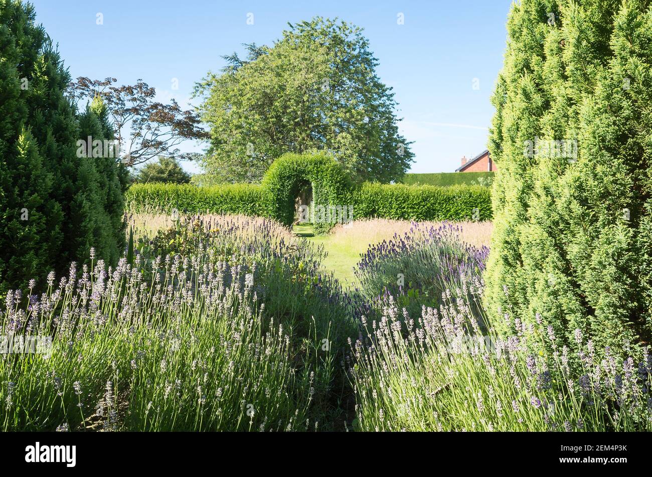 Ein altes Lavendelbett bietet noch Duft in diesem abgeschiedenen Ecke eines englischen Gartens Stockfoto