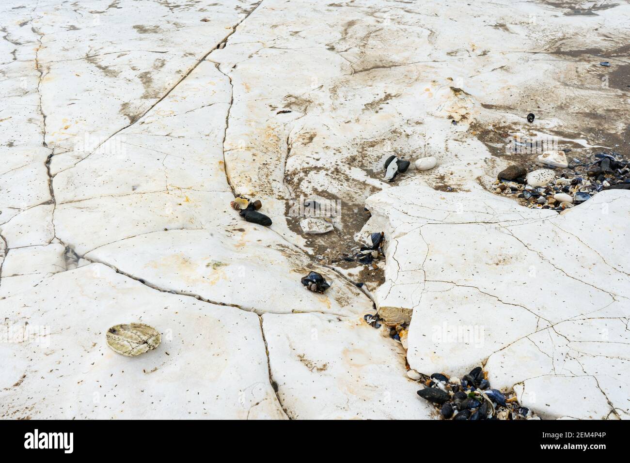 Hintergrundfoto des Küstenkreide-Meeresbeckens in Palm Bay, Margate in Kent, England, mit Muskeln und anderen Muscheln, mit schönen Rissen und Stockfoto