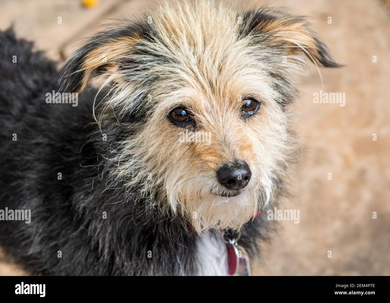 Scruffy Hund, kleine Terrier Nahaufnahme, mit braunen intelligenten Augen trägt ein Kragen. Stockfoto