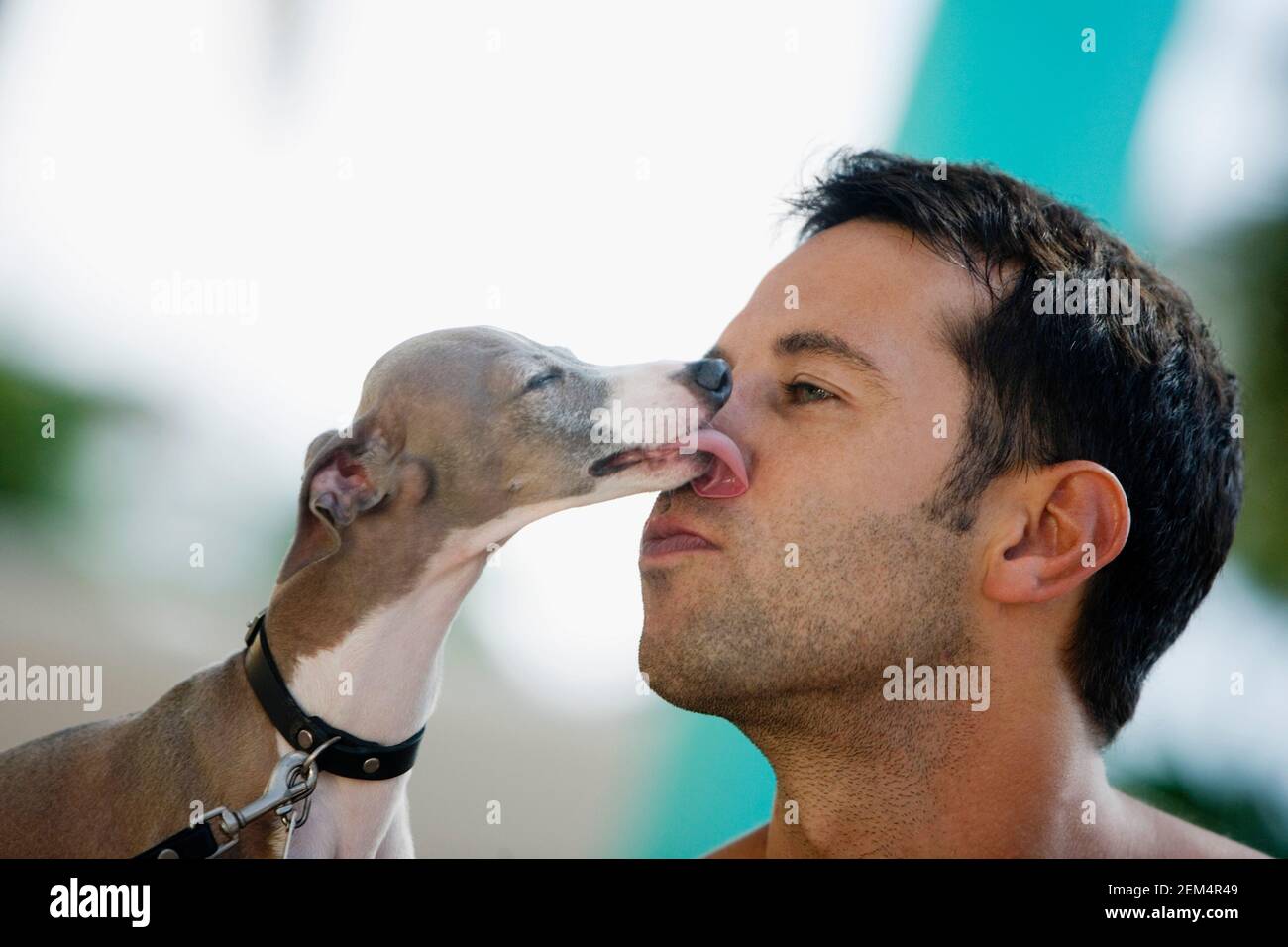 Nahaufnahme eines Hundes, der einen mittleren erwachsenen Mann leckt Stockfoto