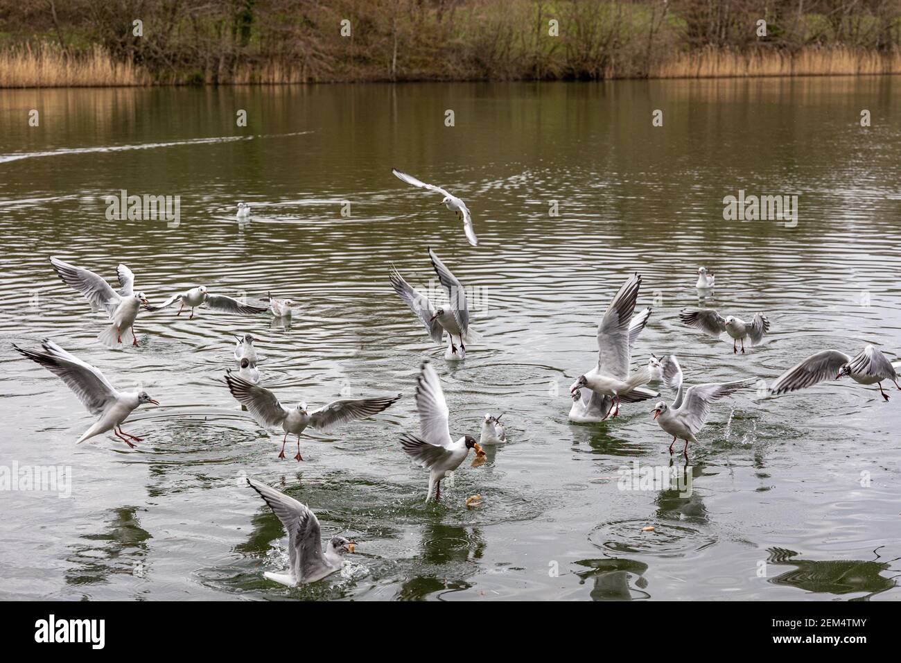 Mehrere Möwen während des Fluges füttern über dem See und halten dynamische Wildtiere und natürliche Schönheit in Bewegung fest. Stockfoto