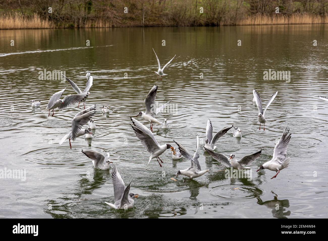 Mehrere Möwen während des Fluges füttern über dem See und halten dynamische Wildtiere und natürliche Schönheit in Bewegung fest. Stockfoto