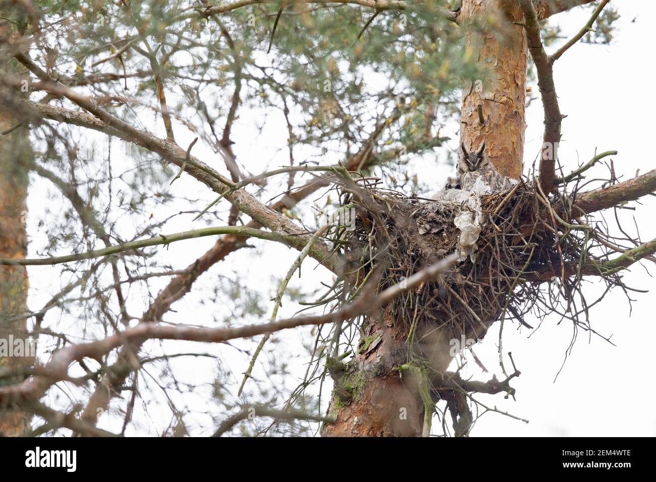 Eine Mutter Langohreule (ASIO otus) Zusammen mit seinen Jungen in einem Nest Stockfoto