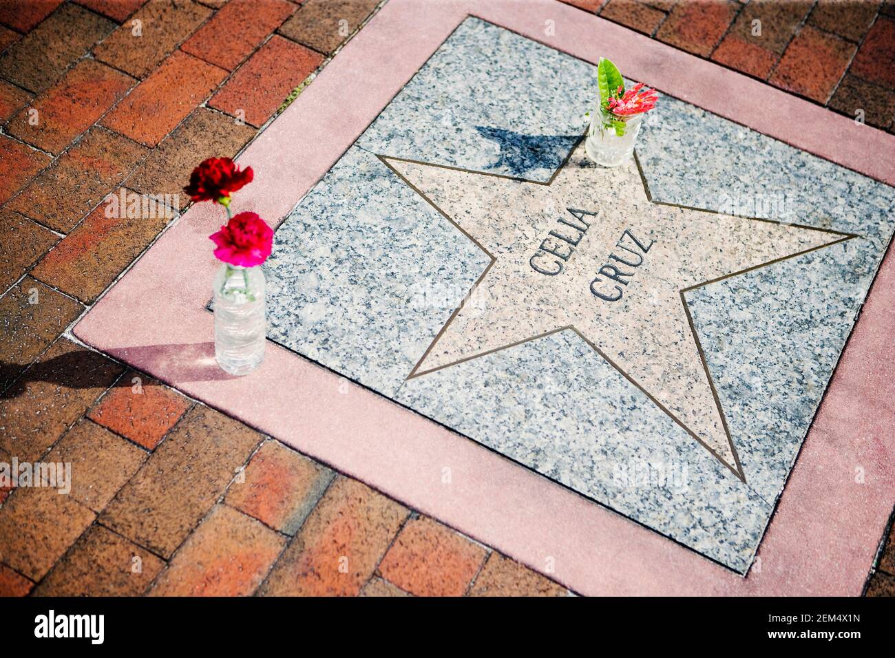 Blick auf Rosen auf dem Bürgersteig als Tribut, Walk of Fame, Hollywood, Los Angeles, Kalifornien, USA Stockfoto