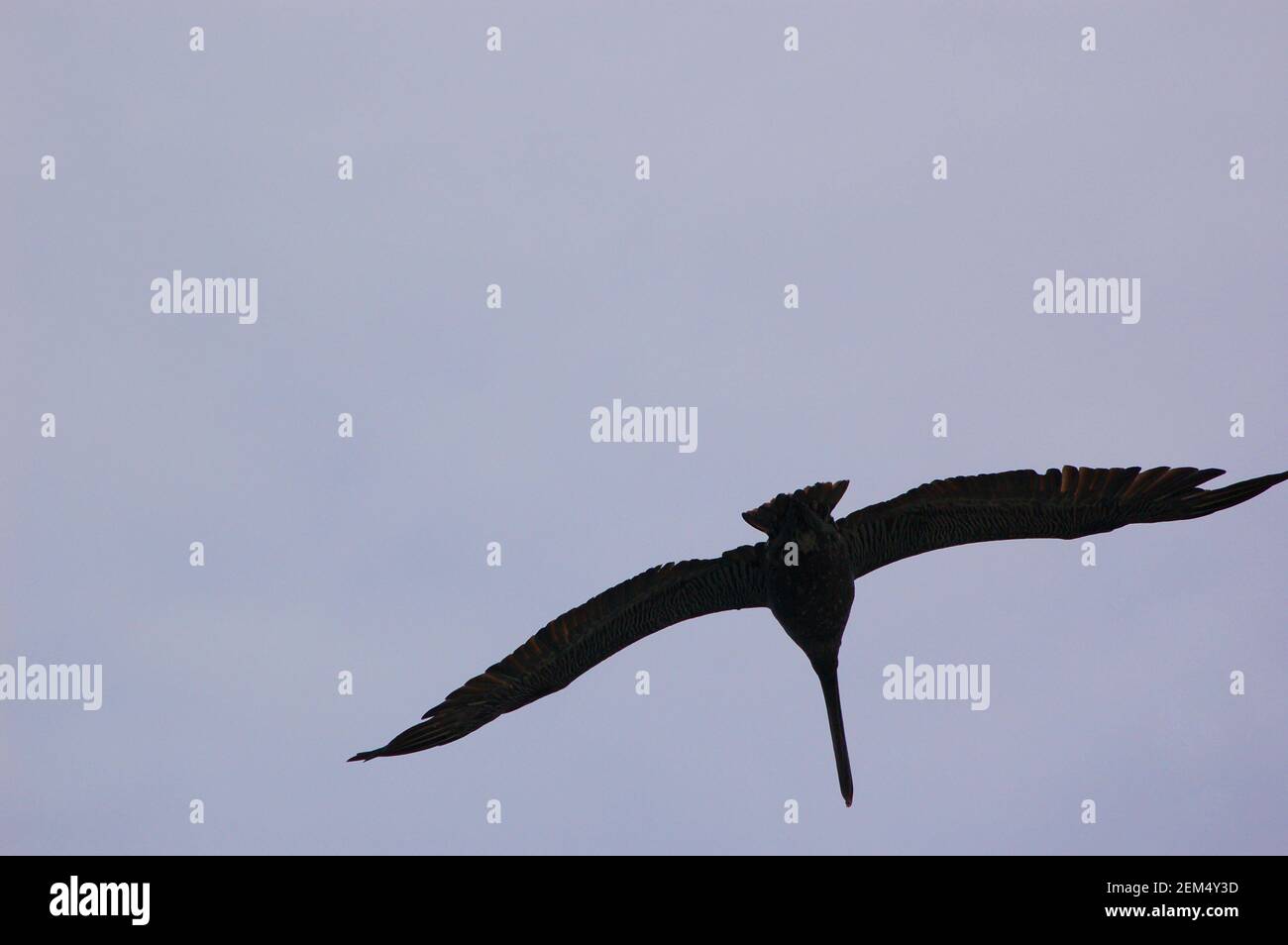 Niedrigen Winkel Ansicht eines Vogels am Himmel fliegen Stockfoto