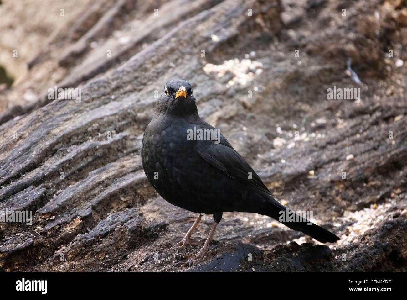 Blackbird UK; EIN erwachsener männlicher Amsel, Turdus merula, ein gewöhnlicher britischer Gartenvogel; Suffolk UK Stockfoto