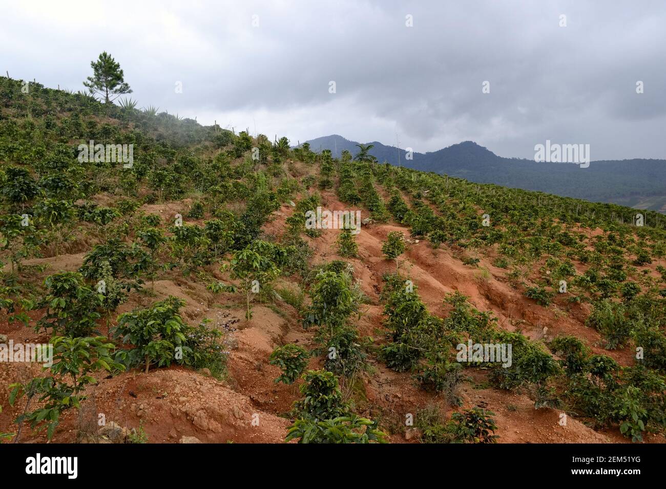 Vietnamesische Kaffeeplantagen in den Bergen bei Da Lat, Vietnam, August 2015 Stockfoto