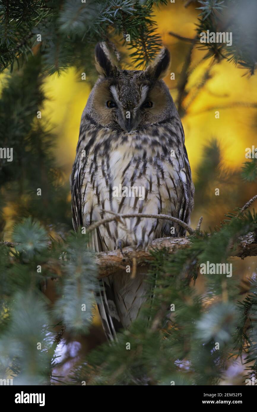 Eine langohrige Eule (ASIO otus) thront zwischen den Blättern eines dunklen Waldes. Stockfoto