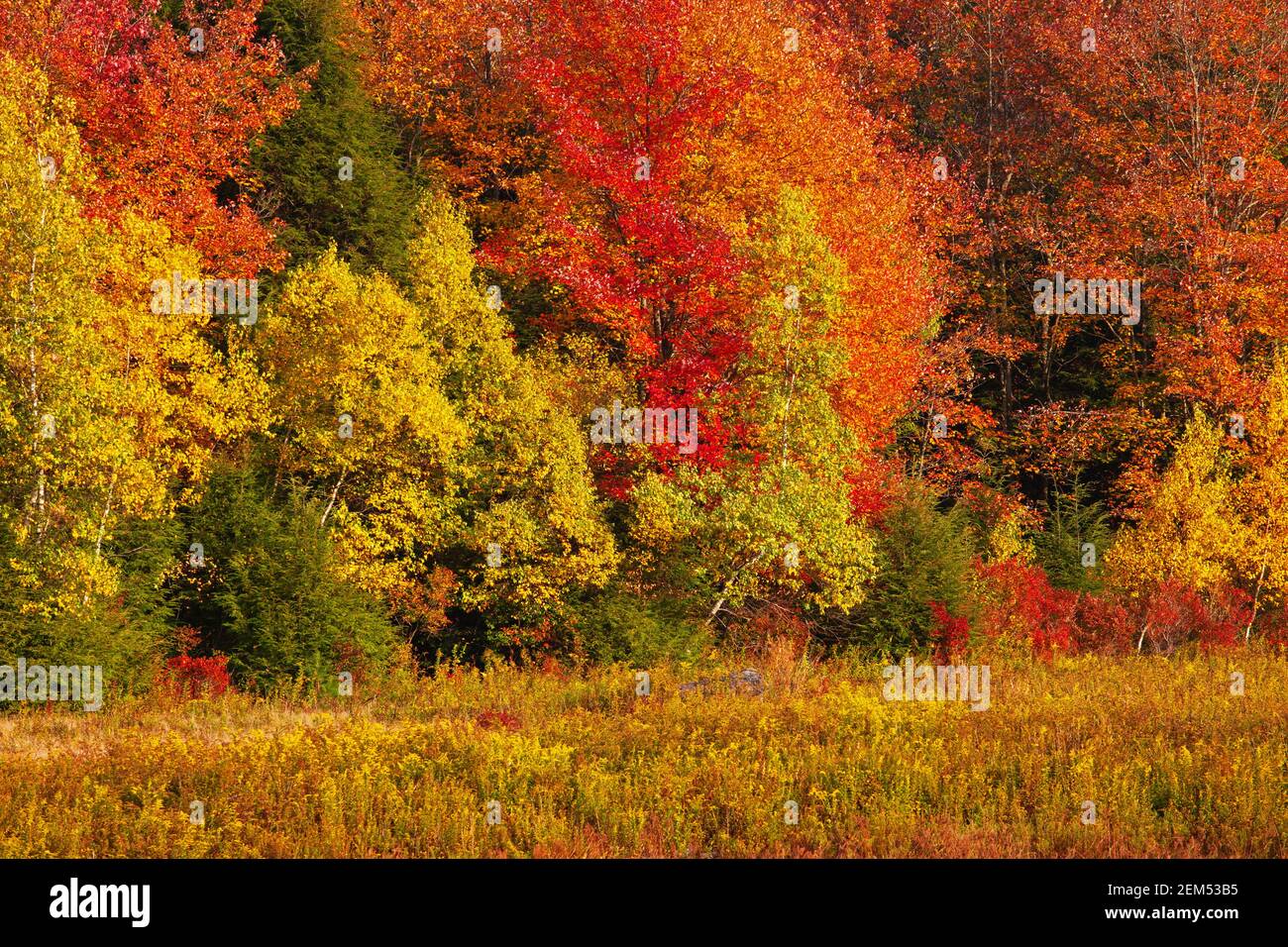 Ein Herbstwald aus nördlichen Laubbäumen in den Pocono Mountains in Pennsylvania. Stockfoto