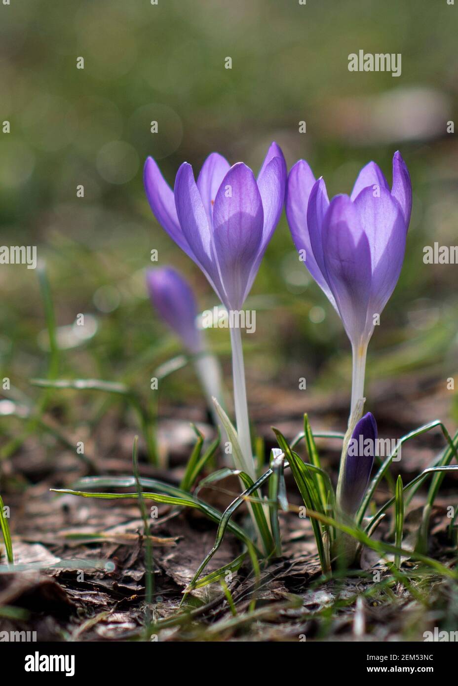 Magdeburg, Deutschland. Februar 2021, 24th. Krokusse blühen in einer grünen Gegend. Aufgrund der anhaltenden frühlingshaften Temperaturen sprießen die ersten Frühlingsblumen überall in Deutschland. Quelle: Stephan Schulz/dpa-Zentralbild/ZB/dpa/Alamy Live News Stockfoto