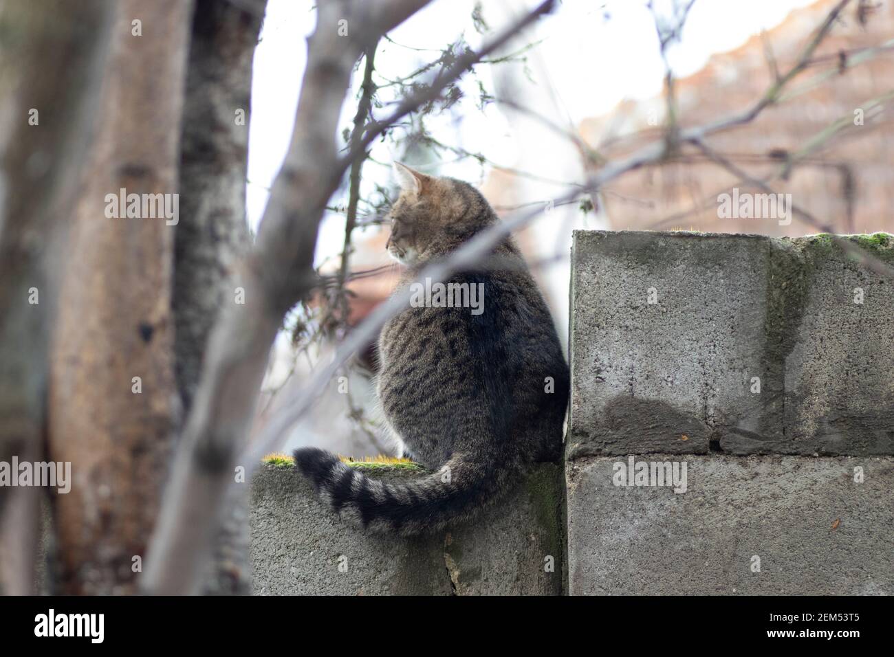 An einem hellen Tag eine tabby Katze auf einem Zaun Auf einem grünen Moos Stockfoto