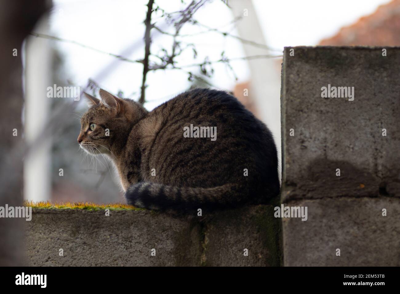 An einem hellen Tag eine tabby Katze auf einem Zaun Auf einem grünen Moos Stockfoto