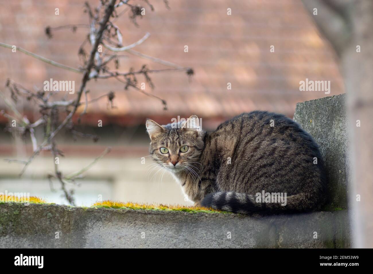 An einem hellen Tag eine tabby Katze auf einem Zaun Auf einem grünen Moos Stockfoto