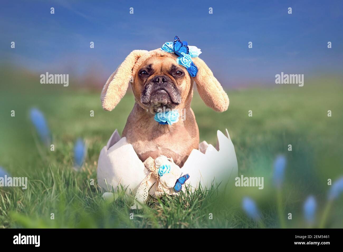 Nette französische Bulldogge verkleidet als osterhase sitzen in Riesenei auf Blumenwiese Stockfoto