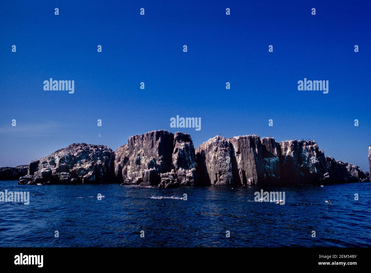 Farne Islands Northumberland nistet Seevögelkolonie 1975 Stockfoto