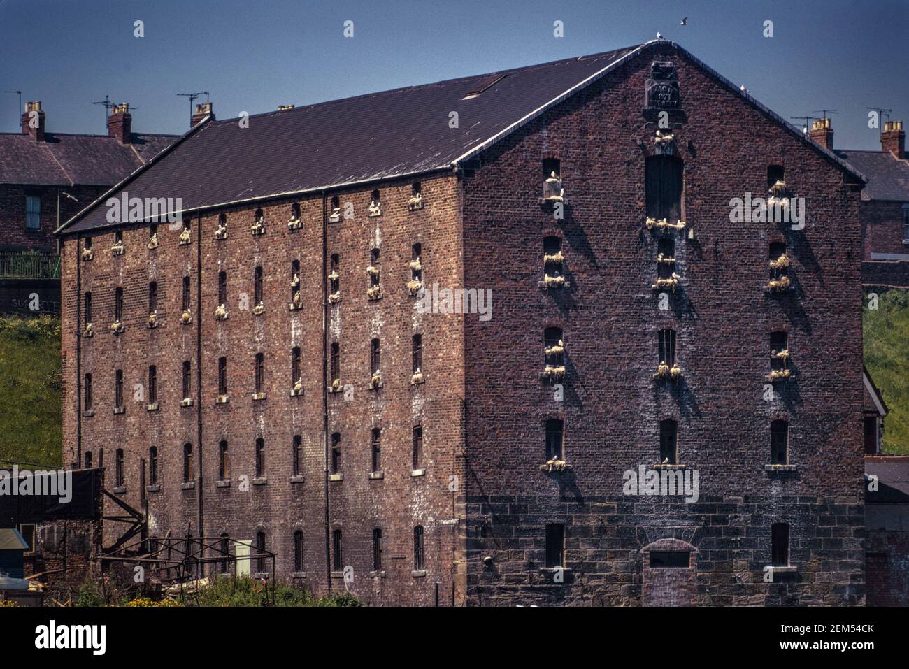 Alte Lagerhäuser in South Shields mit Seevögeln, die sich in der Stadt aufmachen Land auf Fensterbeinen aufgrund eines Verbots der Entfernung Eier und Kügelvögel auf den Farne-Inseln 1975 Stockfoto