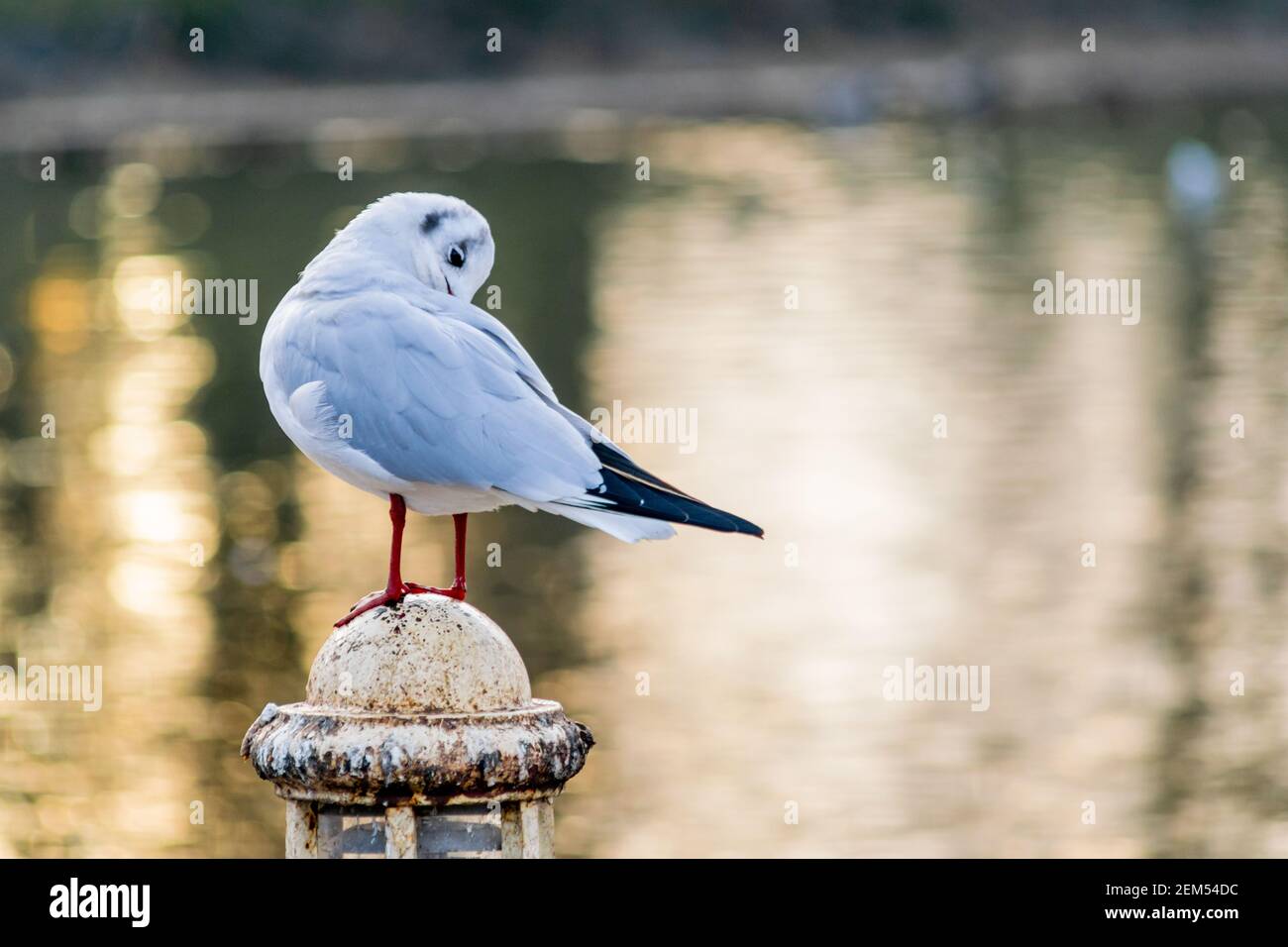 Eine kleine schwarze Möwe, Winter gefiederte Möwe, die auf einem alten Pol am See steht, Vogel auf schönen Reflexen Bokeh Hintergrund Stockfoto