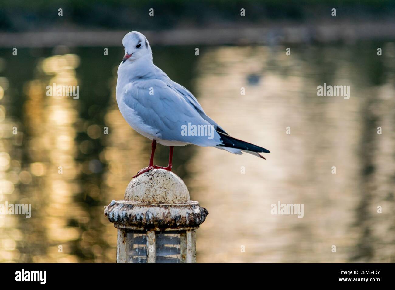 Eine kleine schwarze Möwe, Winter gefiederte Möwe, die auf einem alten Pol am See steht, Vogel auf schönen Reflexen Bokeh Hintergrund Stockfoto