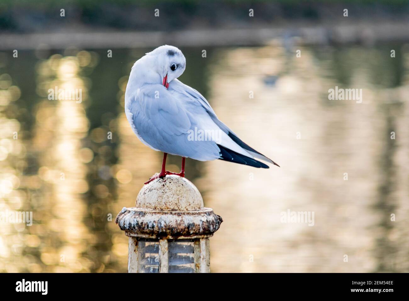 Eine kleine schwarze Möwe, Winter gefiederte Möwe, die auf einem alten Pol am See steht, Vogel auf schönen Reflexen Bokeh Hintergrund Stockfoto