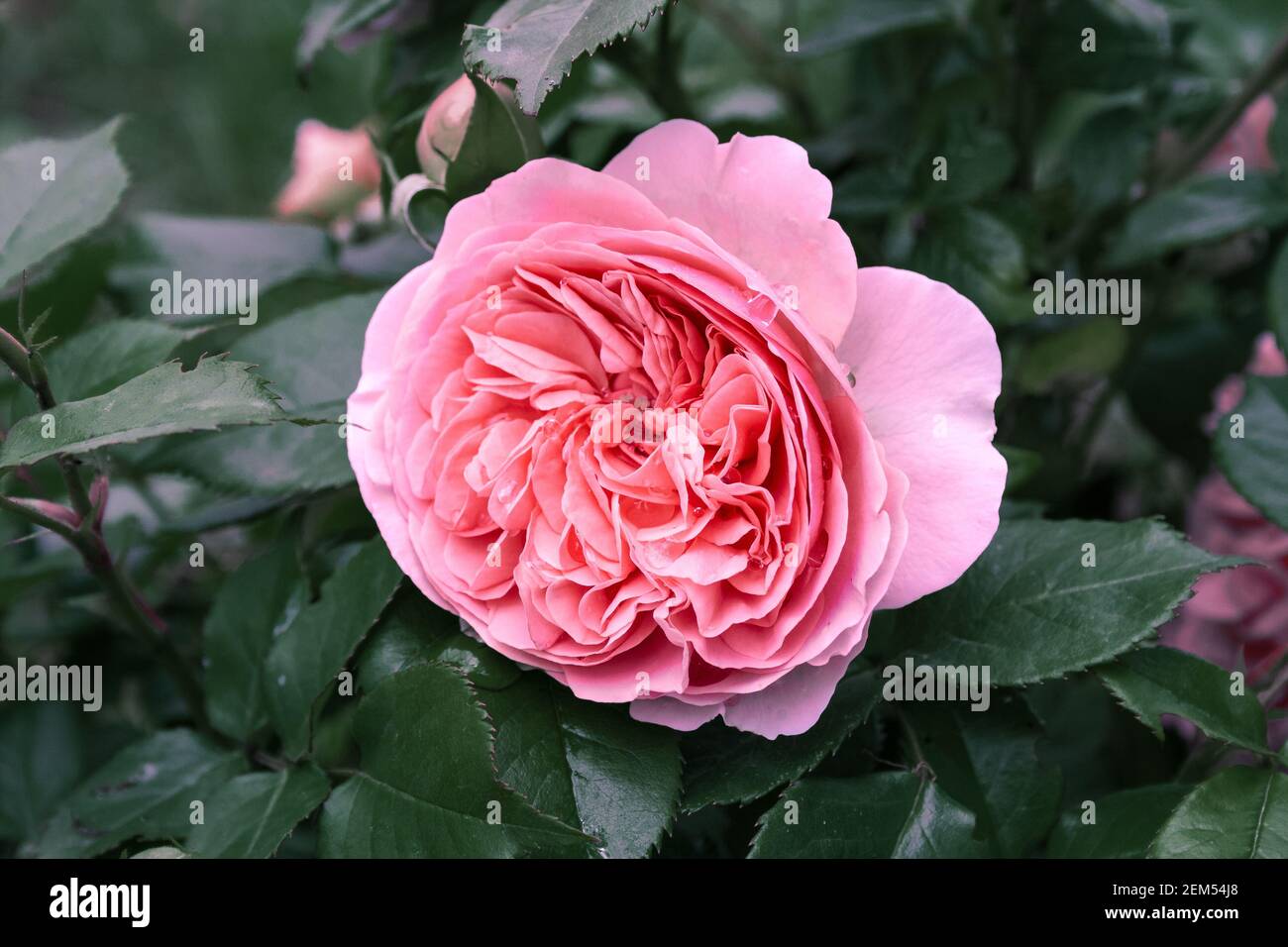 Vollständig geöffnet, sanft rosa mit vielen Schattierungen schöne Blume englischen Rosenpflanzen Stockfoto