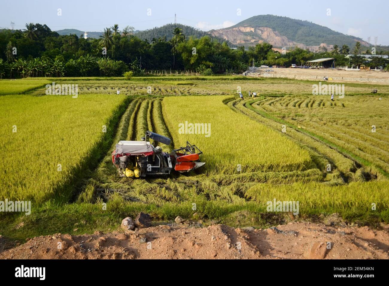 Mähdrescher Maschine erntet reifen Reis auf einem Feld, Vietnam Stockfoto