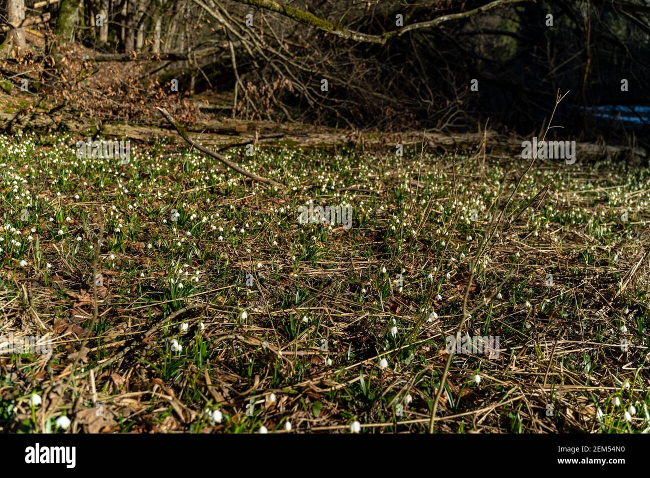 Schneeglöckchen im Wald, Schneeglöckchen und Märzenbecher im Wald. Viele märzbecher zusammen auf dem Hochmoor von St. Arbogast in Vorarlberg, Österreich Stockfoto