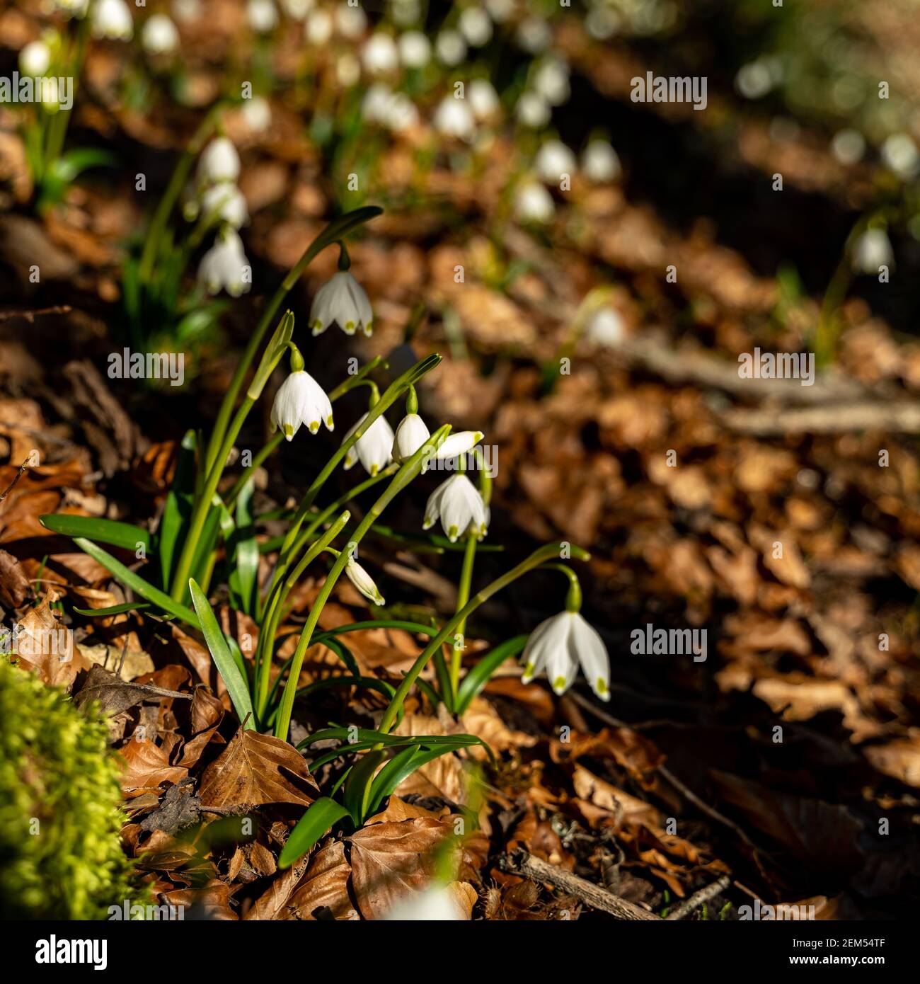 Schneeglöckchen im Wald, Schneeglöckchen und Märzenbecher im Wald. Viele märzbecher zusammen auf dem Hochmoor von St. Arbogast in Vorarlberg, Österreich Stockfoto