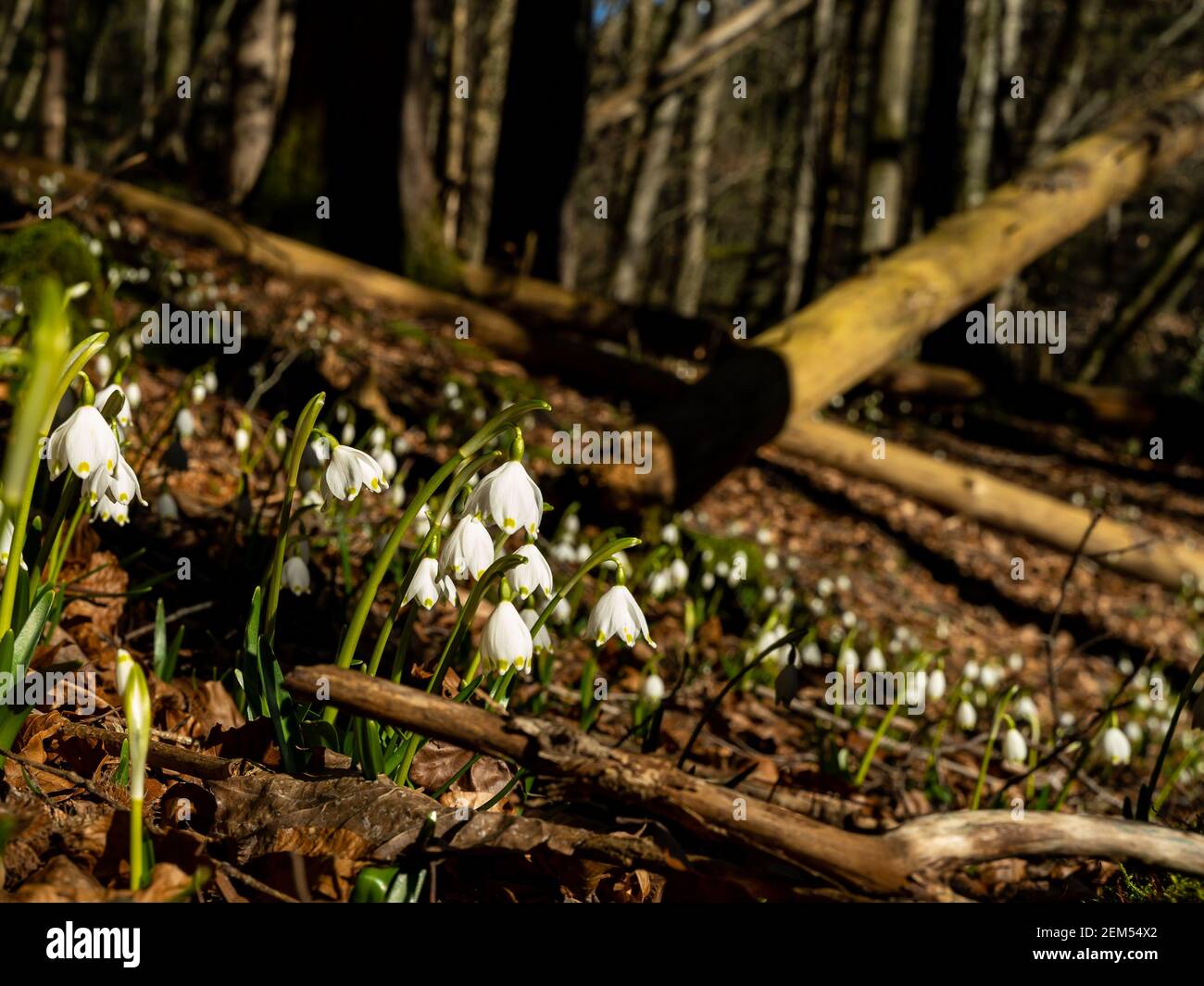 Schneeglöckchen im Wald, Schneeglöckchen und Märzenbecher im Wald. Viele märzbecher zusammen auf dem Hochmoor von St. Arbogast in Vorarlberg, Österreich Stockfoto