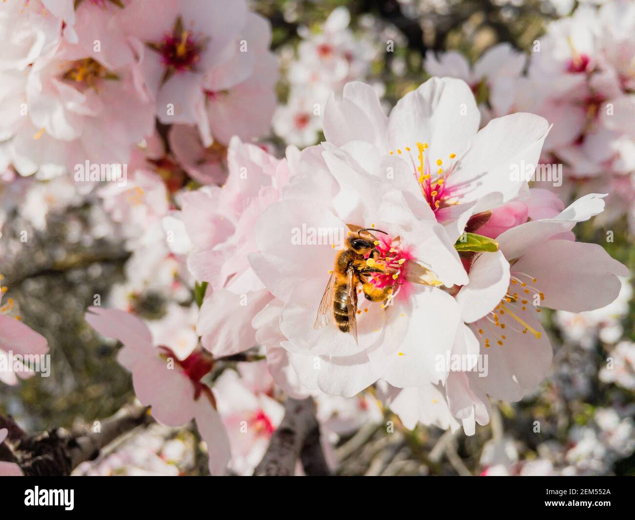 Eine Biene sammelt Pollen auf blühenden Mandelbäumen im Frühjahr Stockfoto