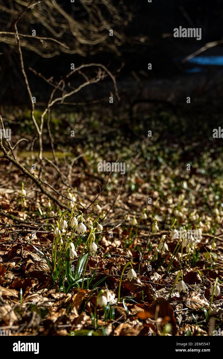 Schneeglöckchen im Wald, Schneeglöckchen und Märzenbecher im Wald. Viele märzbecher zusammen auf dem Hochmoor von St. Arbogast in Vorarlberg, Österreich Stockfoto