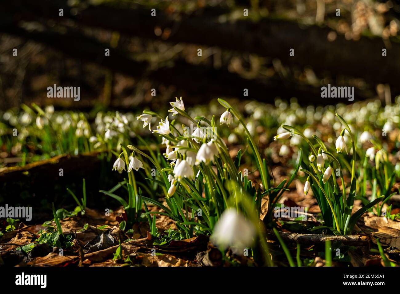 Schneeglöckchen im Wald, Schneeglöckchen und Märzenbecher im Wald