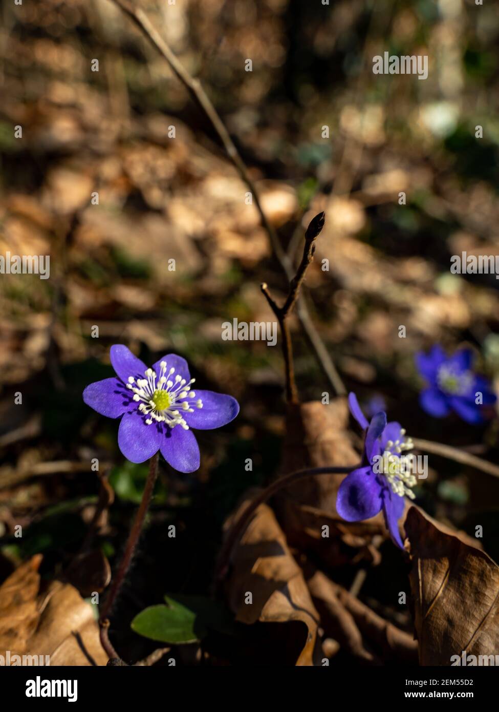 Leberblümchen blühen im Frühling als erstes im Wald. Leberblüten sind die ersten, die im Frühling im Wald blühen. Blaue Blüten mit weißen Staubgefäßen. Stockfoto