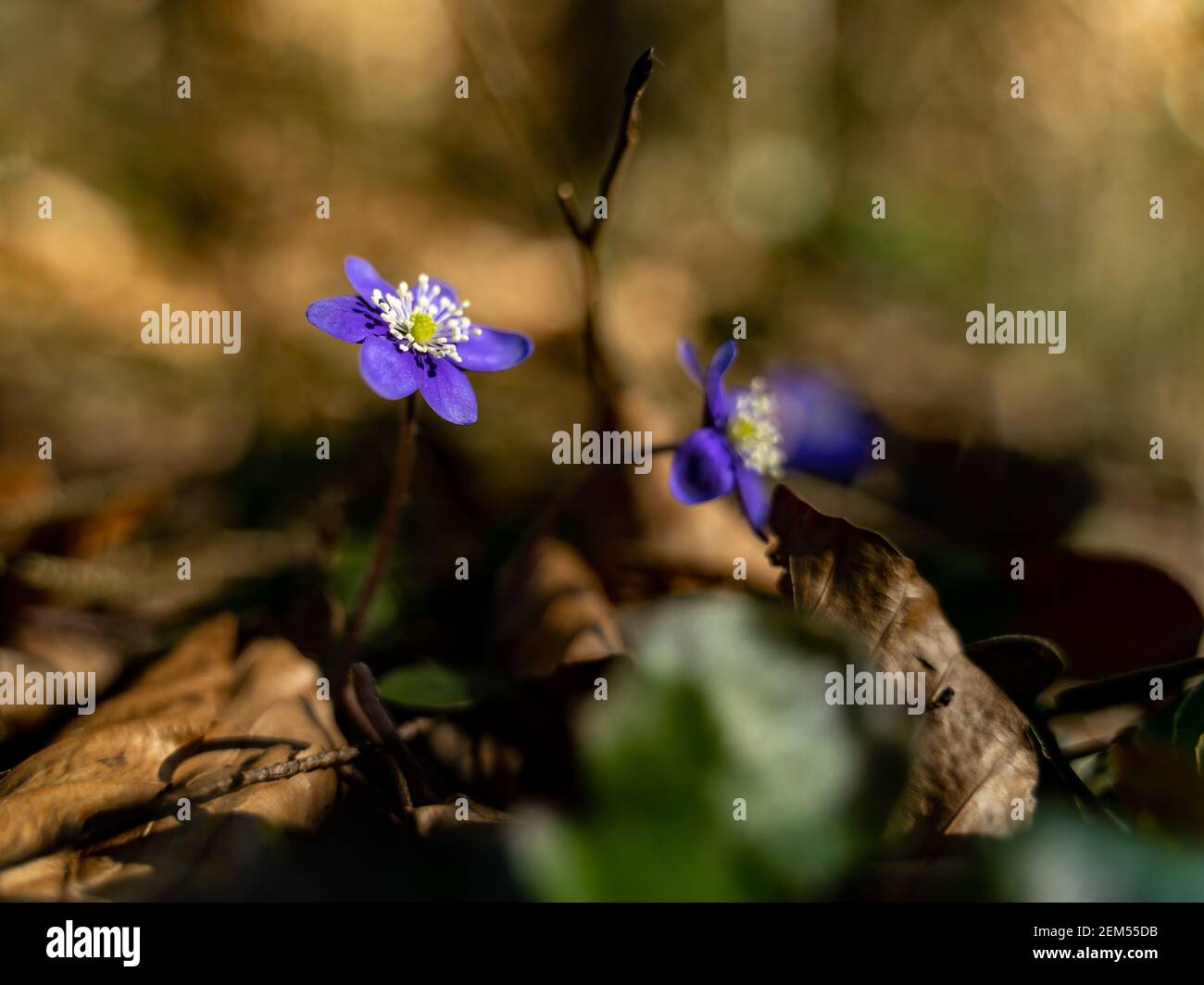 Leberblümchen blühen im Frühling als erstes im Wald. Leberblüten sind die ersten, die im Frühling im Wald blühen. Blaue Blüten mit weißen Staubgefäßen. Stockfoto