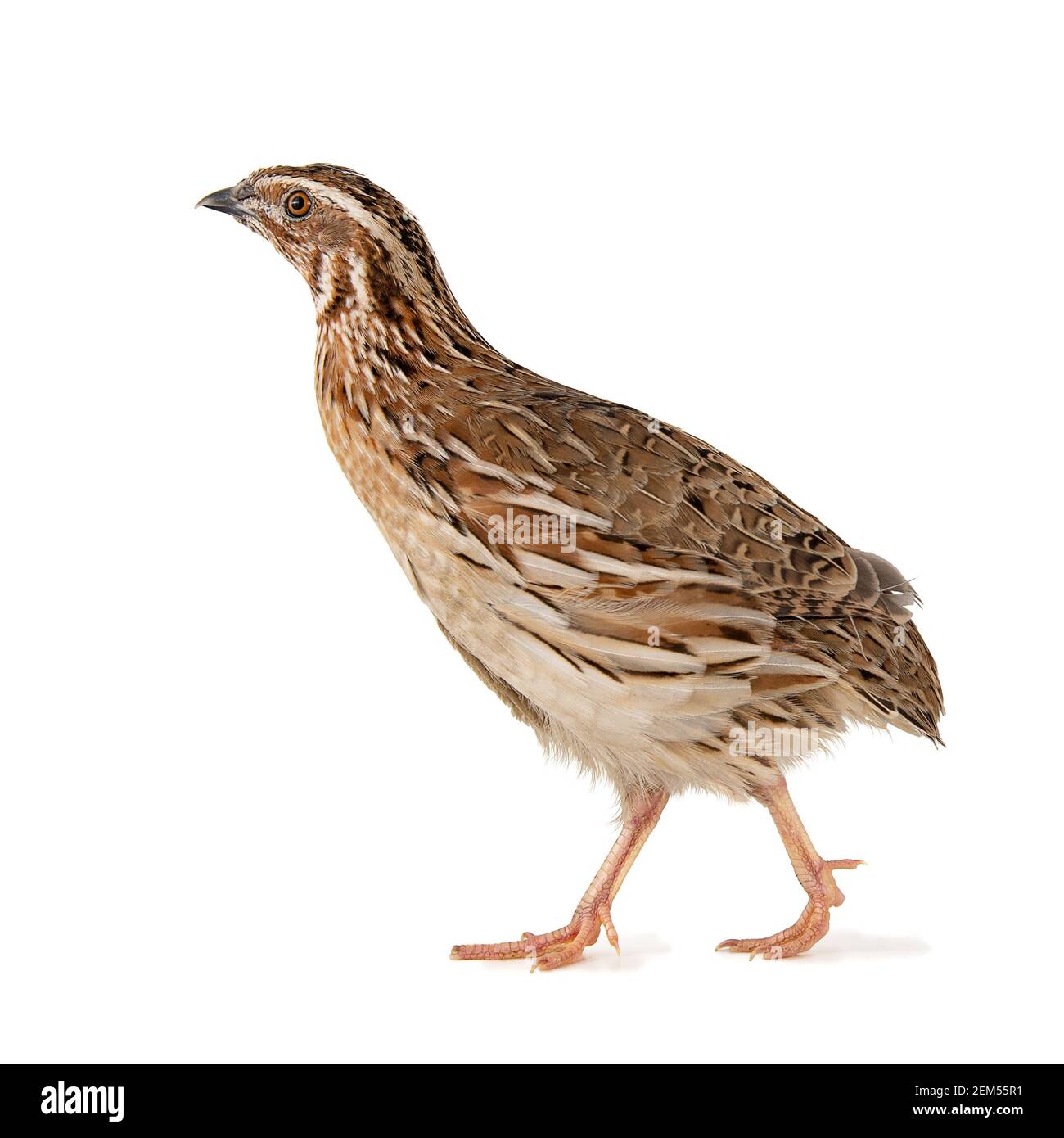 Wachtel, Coturnix coturnix, isoliert auf weißem Hintergrund. Stockfoto