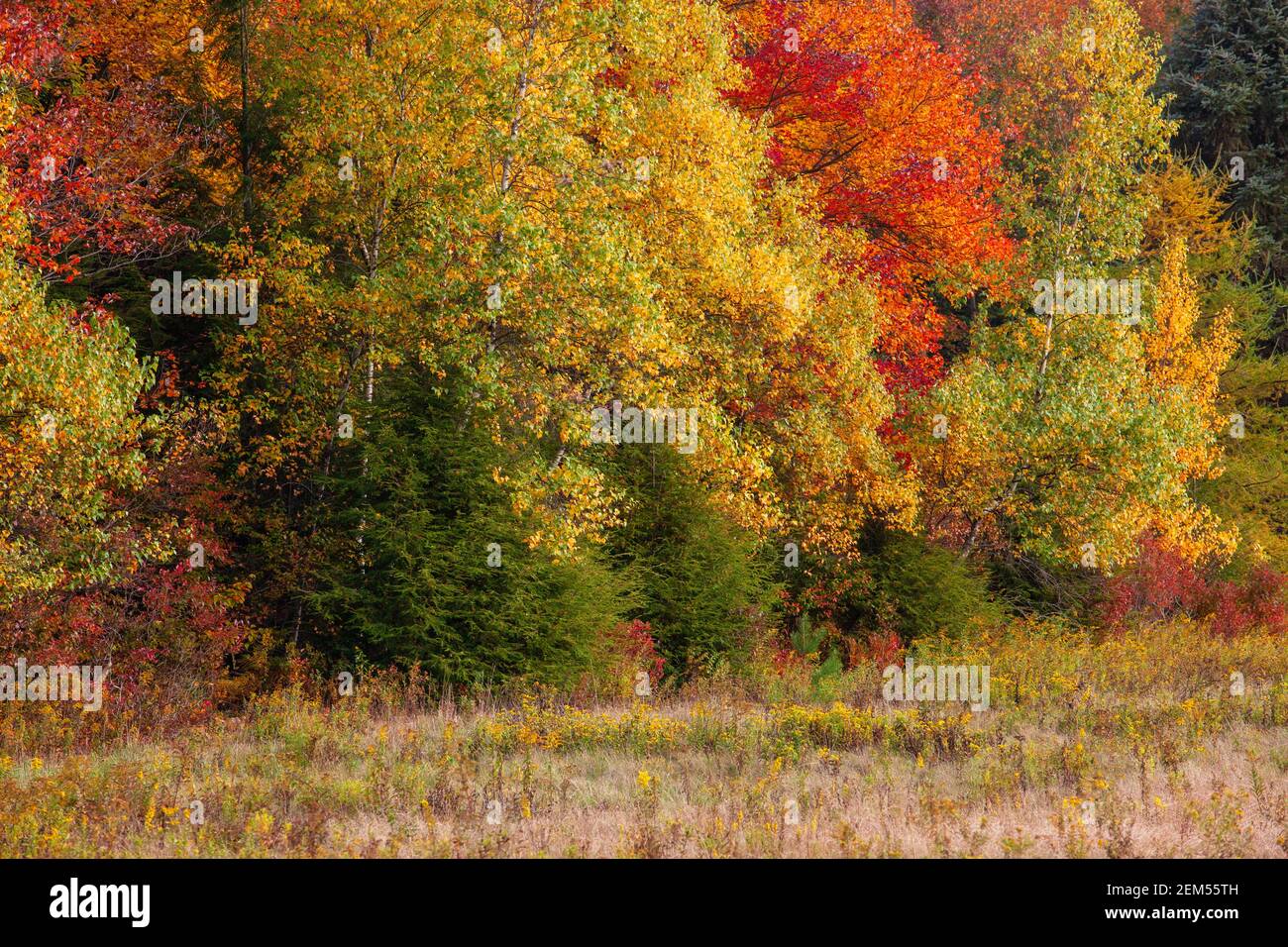 Ein Herbstwald aus nördlichen Laubbäumen in den Pocono Mountains in Pennsylvania. Stockfoto