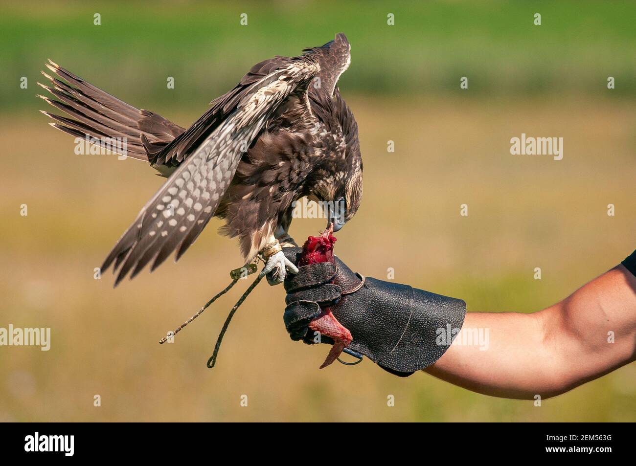 Vögel jagen. Jagd mit einem Sakerfalken (Falco cherrug). Falcon auf der Hand beim Jäger. Stockfoto