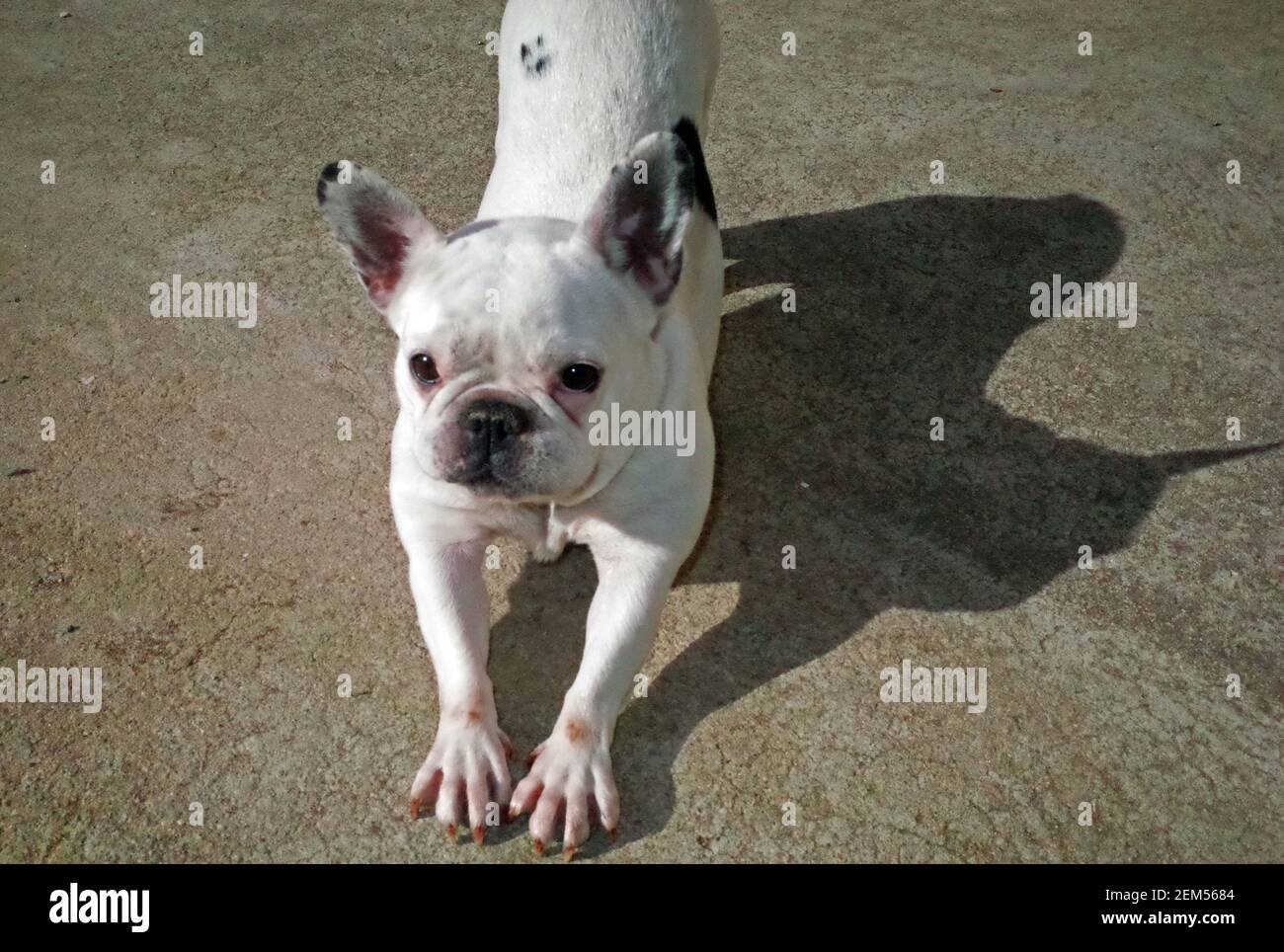 Französische Bulldogge-Porträt Stockfoto