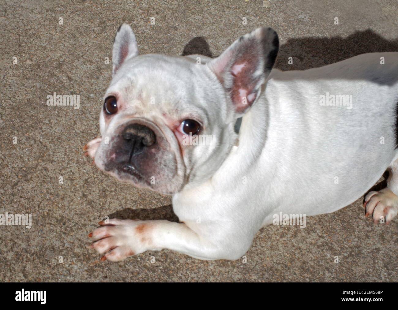 Französische Bulldogge-Porträt Stockfoto
