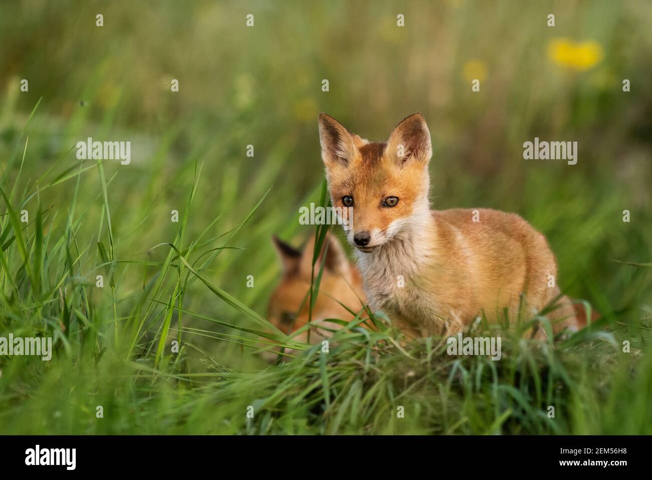 Zwei junge rote Füchse im Gras auf einem schönen Licht. Stockfoto