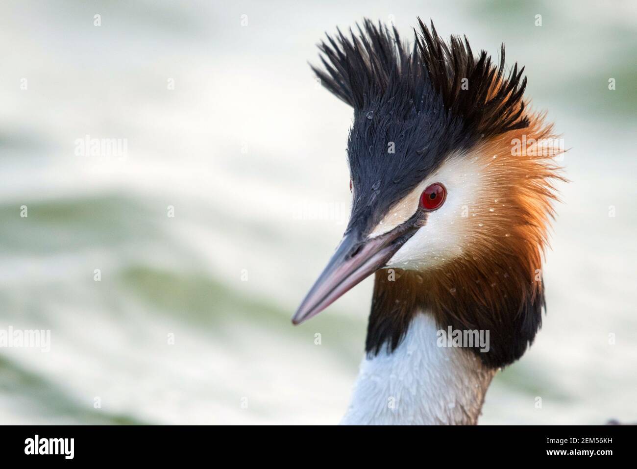 Porträt des Haubenreiher (podiceps cristatus). Nahaufnahme. Stockfoto