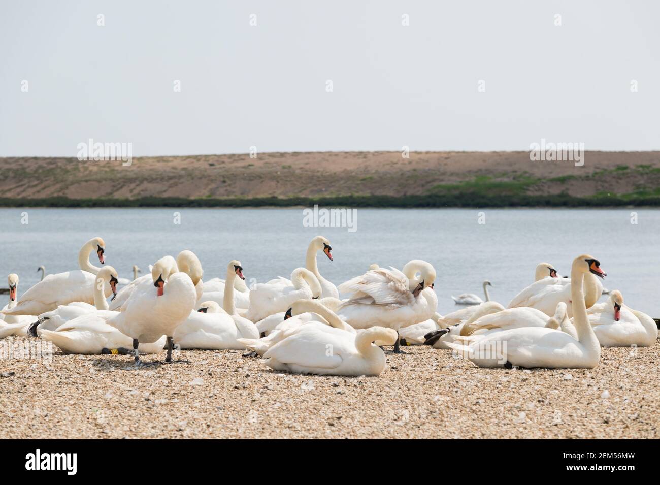 Stumme Schwäne in Abbotsbury Swannery, Dorset, Großbritannien. Stockfoto