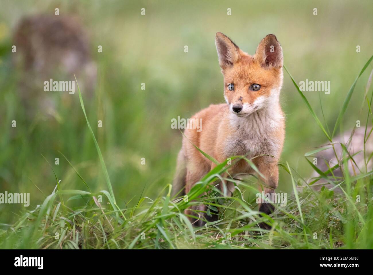 Baby Fox. Junger roter Fuchs im Gras in der Nähe seines Lochs. Stockfoto