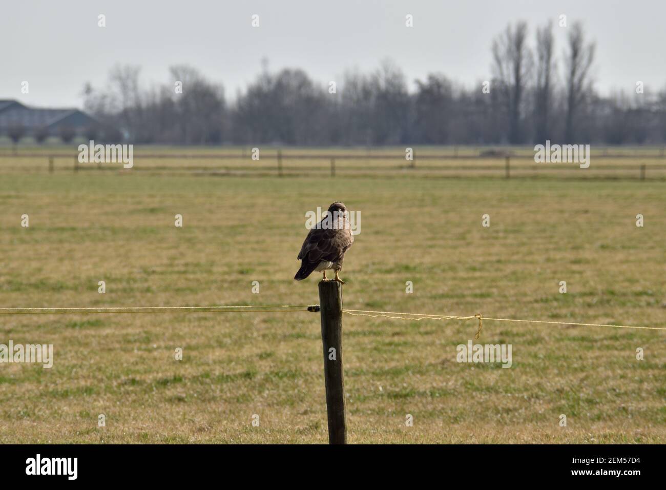 Ein Rotschwanz Falke auf einem Pfosten mit Blick auf ein thront Grasfeld in den Niederlanden Stockfoto