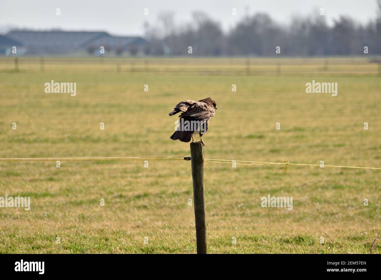 Ein Rotschwanz Falke immer bereit für den Flug über ein Grasfeld in den Niederlanden Stockfoto