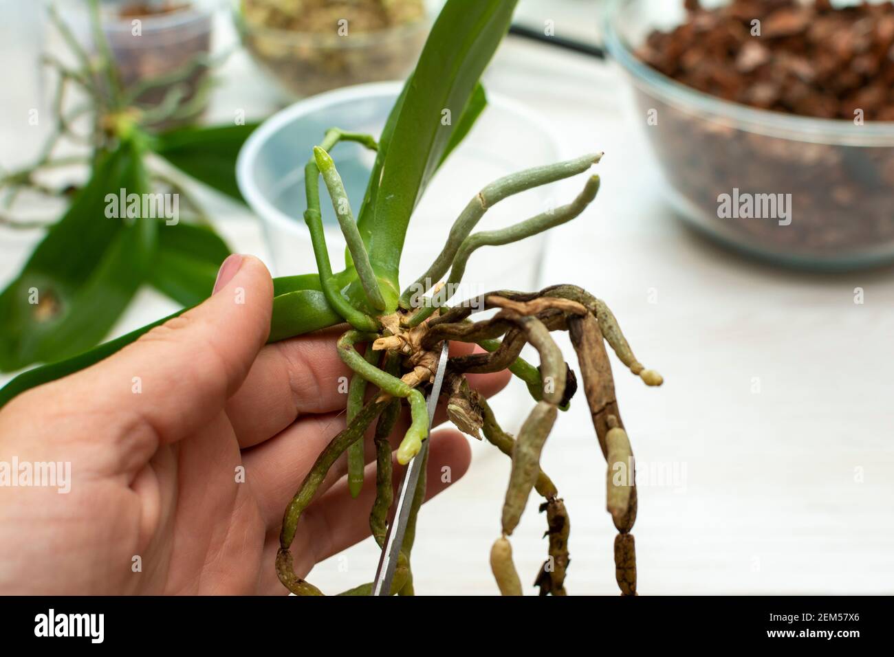 Transplantation von Orchideen. Gesunde Pflanzenwurzeln. Gesunde Wurzeln von  Orchideen Stockfotografie - Alamy