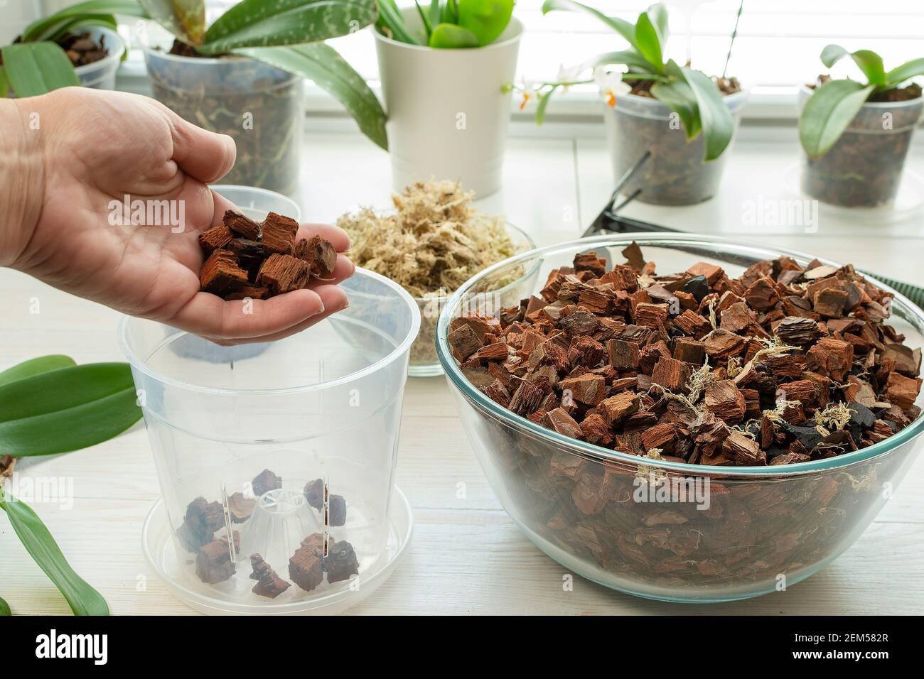 Transplantation Orchideen zu Hause. Pflanzwerkzeuge mit Rindenboden, Topf und Moos. Orchideentransplantationsprozess. Stockfoto